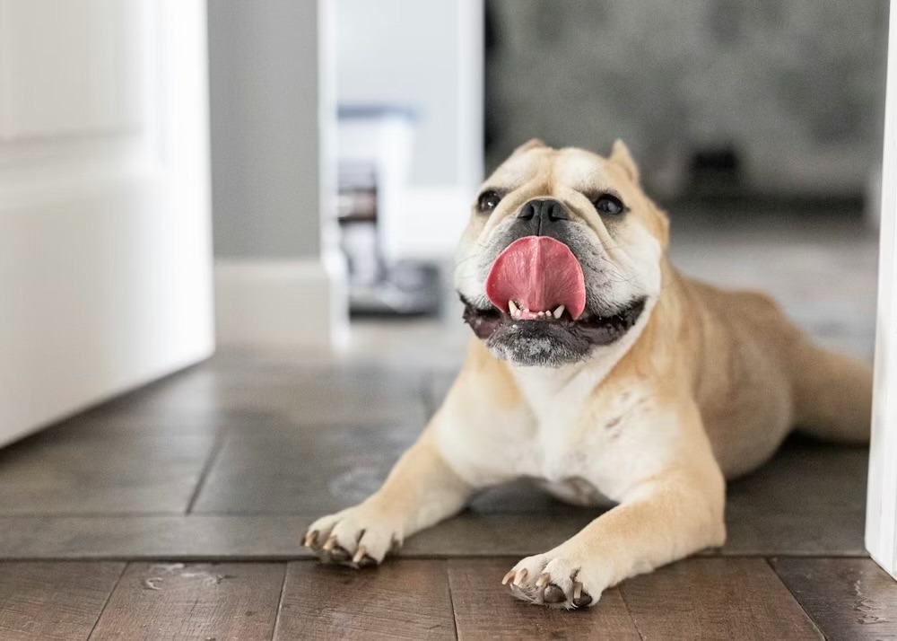 舌で鼻を舐める犬