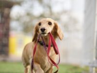 リードをくわえて歩く犬