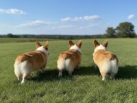 並んで後ろを向く3匹のコーギー