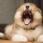 口を大きく開ける犬