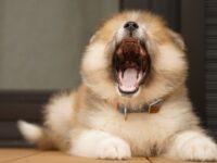 口を大きく開ける犬