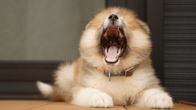 大きく口を開ける犬