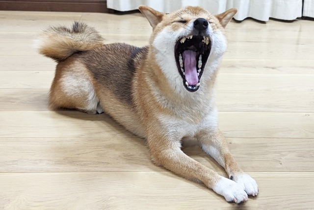 あくびをする柴犬